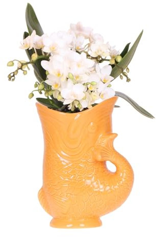 Kolibri Orchids | Weiße Orchidee 'Nazaré' + Fischtopf orange - Topfgröße Ø9cm | blühende Zimmerpflanze - frisch vom Züchter