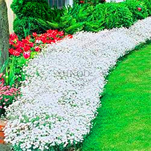 Graines de cresson de roche fraîches à planter en blanc paquet de 100 graines