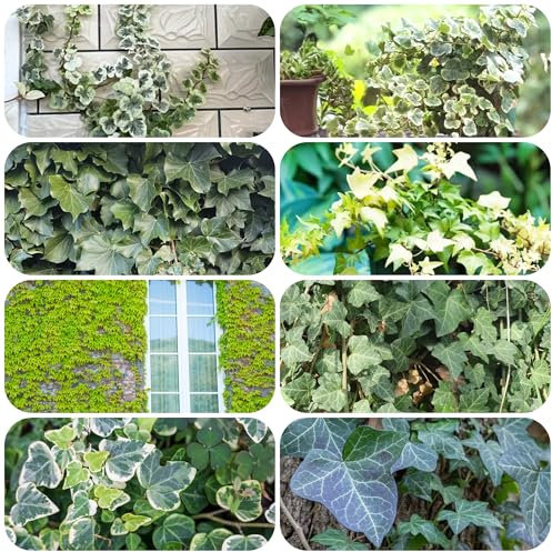 Pothos - semi piante da interno pothos pianta da appartamento bonsai piante balcone - Serie Rare - verdi perenni resistenti e perenni decorative semi di rampicanti di edera 600pcs