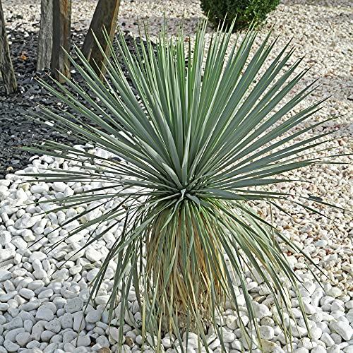 YouGarden - Yucca Rostrata Houseplant Established Plant in 17cm Pot