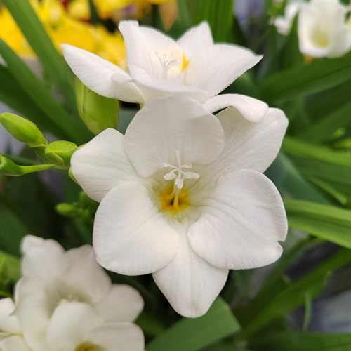 Freesienzwiebeln : Freesia - Freesie  weiß  10 Blumenzwiebeln