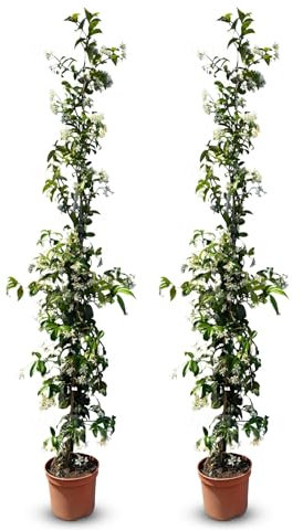 Sunny Tree - 2 pcs Jasmin - Toskanische Jasmin - Trachelospermum Jasminoides - 120 cm - Kletterpflanze - Winterhart - A+