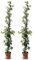 Sunny Tree - 2 pcs Jasmin - Toskanische Jasmin - Trachelospermum Jasminoides - 120 cm - Kletterpflanze - Winterhart - A+