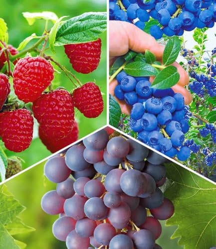 BALDUR Garten 3er Beeren-Sortiment 'Weintraube, Heidelbeere & Himbeere