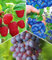 BALDUR Garten Beeren-Sortiment 'Weintraube, Heidelbeere, Himbeere' zum Vorteilspreis, 3 Pflanzen, mehrjährig & winterhart, pflegeleicht, leckere Nasch-HITS