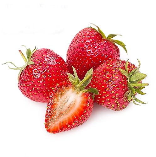 SAVINI VIVAI Piante di Fragole Rifiorenti Albion a Radice Nuda 4 Stagioni Mazzi da 20 Frigoconservate