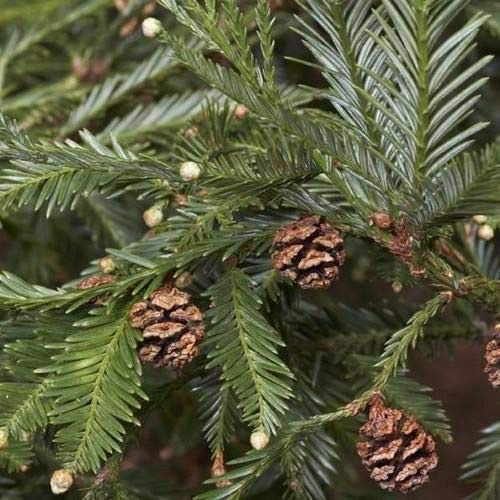 Kalifornischer Mammutbaum, Sequoia sempervirens, semi di albero (Fast Evergreen) (30)