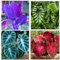 Elefante planta bulbi,Orecchio di elefante in vaso,resistente,grande pianta perenne,natural Colocasia,magic colocasia,bulbo oreja de elefante,Tesoro di giardinaggio.-3 bulbi-B