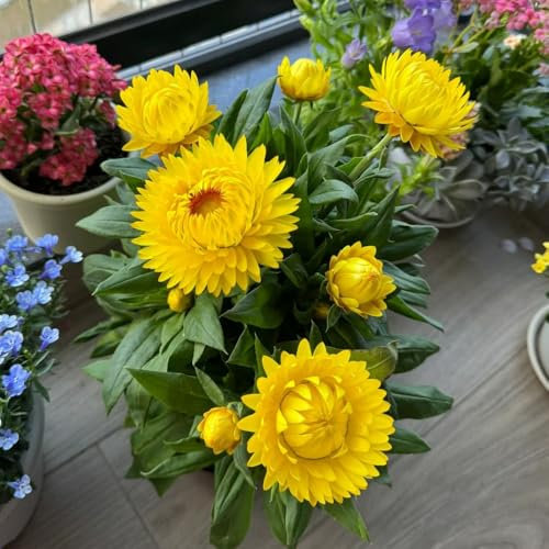 semillas de flor de paja - semillas flores silvestres perennes plantas para balcón plantas exóticas flores balcón jardín balcón interior resistentes jardín perennes resistentes semilla 85pcs