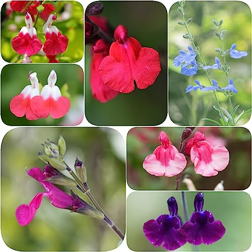 200 Stücke Salbei Samen Mehrjährig Winterhart, Salbei Pflanze Samen Wilder Salbei Samen, (Salvia Japonica) Kräutersamen, Hochbeet Samen Kräutergarten Balkon, Bodendecker Samen Echter