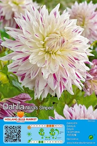 Dahlienknolle : Dahlia - Dahlie Dekodahlie Akita's Striped 1 Knolle/Rhizom