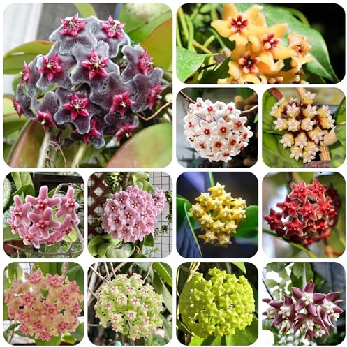 semillas de hoya - perennes resistentes Decoración jardín 600pcs
