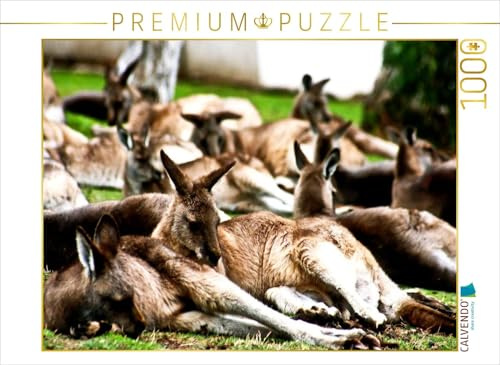 CALVENDO Puzzle Kängurus | 1000 Teile Lege-Größe 64 x 48 cm Foto-Puzzle für glückliche Stunden