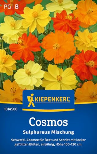 Kiepenkerl Cosmossamen Sulphureus Mischung 1014500 - Einjährige Blumen mit einer Wuchshöhe von 100 bis 120 cm und einem Inhalt für 30 Pflanzen - Blumensamen, Saatgut
