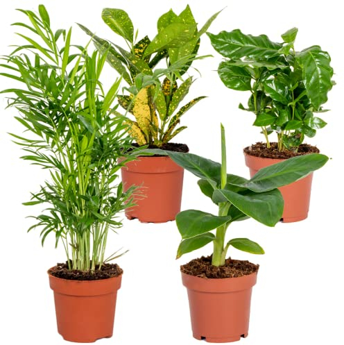 Bloomique - 4er-Mix - Tropische Zimmerpflanzen - Musa, Chamaedorea, Codiaeum, Coffea - Luftreinigend - 20-40 cm Hoch - Topf 12 cm