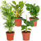 Bloomique - 4er-Mix - Tropische Zimmerpflanzen - Musa, Chamaedorea, Codiaeum, Coffea - Luftreinigend - 20-40 cm Hoch - Topf 12 cm