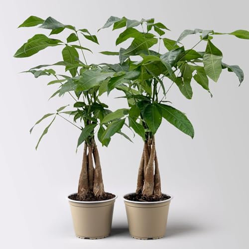 Glückskastanie, Topf-Ø 12 cm, Höhe ca. 45 cm, 2 Pflanzen