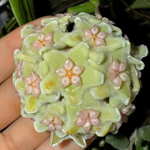 Semillas de flor de cera, semillas de flores Semillas de Hoya carnosa plantas de jardin plantas trepadoras Decoración con plantas de interior planta de orquídea bola, plantas de jardín 20pcs