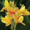 FStening 2 Stück Cannas Zwiebeln Für Den Hausgarten Pflanzen Charming Sunshine Gelbe Blumen Ausgezeichnete Wahl Um Eine Sonnige Ecke Aufzuhellen