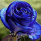 Haloppe 20 Stück Rose Blumen Pflanzen Samen für Hausgarten Pflanzen, süße blaue mehrjährige Pflanze Bonsai Blumen Samen für Garten Blaue Rosensamen