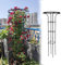 Rankhilfe Obelisk, Rankhilfe Garten Für Kletterpflanzen, Einstellbare Höhen Pflanze Spalier Für Topfpflanzen Tomaten Gurken Clematis Rose(Black,180cm/5.9ft)