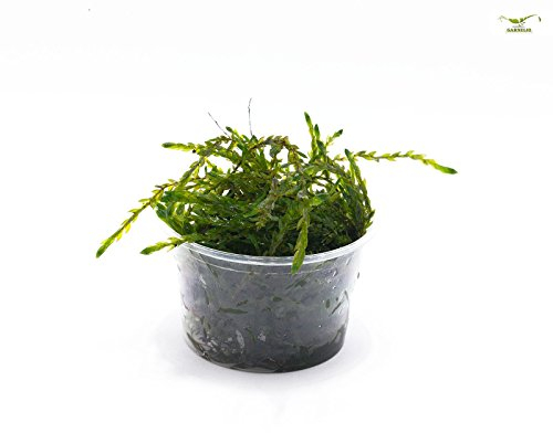 Dauergrünes und Winterhartes Teich- und Aquarienmoos - Quellmoos - Fontinalis antipyretica