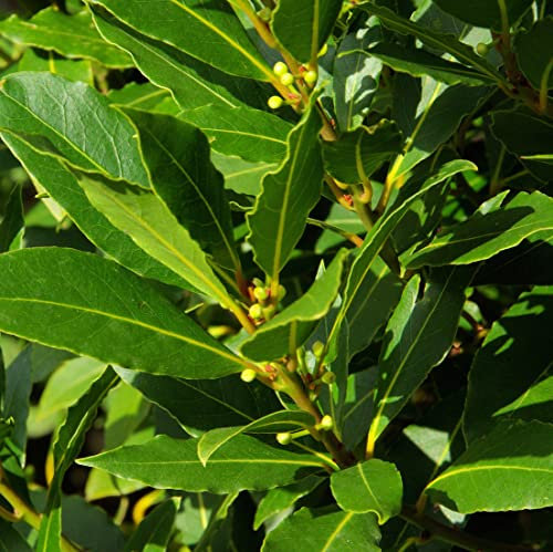 Alloro Laurus nobilis 3 piante aromatiche sempreverdi da siepe in vaso ø11 cm Vivaio di Castelletto