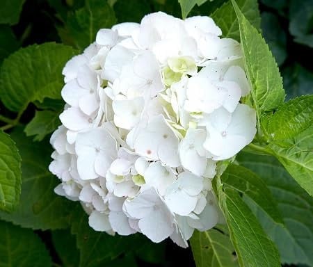 Hydrangea Flower Seeds 100pcs White