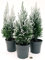 POWERS TO FLOWERS - ALBERO DI NATALE, PINETTO NATALIZIO INNEVATO 3 PIANTE, ALTEZZA 30CM, piante vere