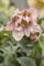 Helleborus orientalis ca. 11x11 cm Topf - Christrose, cremeweiße Blüten, Blütezeit Februar-April, ideal für schattige Beete, winterhart, pflegeleicht