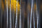 VLIES Fototapete-LANDSCHAFT-(PF6292)-300x223 cm-Alpen Berge Wald Wiese See Fluss Natur Alm Gipfel Blumen Bäume Dekoration XXL Wandbild Poster Moderne Tapete