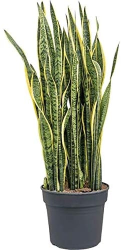 Sansevieria trifasciata Laurentii - Pflegeleichte Luftreinigende Zimmerpflanze | Bogenhanf 80-100 cm | Schlangenpflanze für Wohnung & Büro