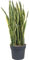 Sansevieria trifasciata Laurentii - Pflegeleichte Luftreinigende Zimmerpflanze | Bogenhanf 80-100 cm | Schlangenpflanze für Wohnung & Büro