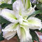 Lilienzwiebeln Baumlilie Riesenlilien Volle Lilie Lilium Zwiebeln Onion Knollen Winterhart Frische mehrjährig duftenden Prachtblüten Hochgewachsene Lilie (Volle Roselily Aisha)