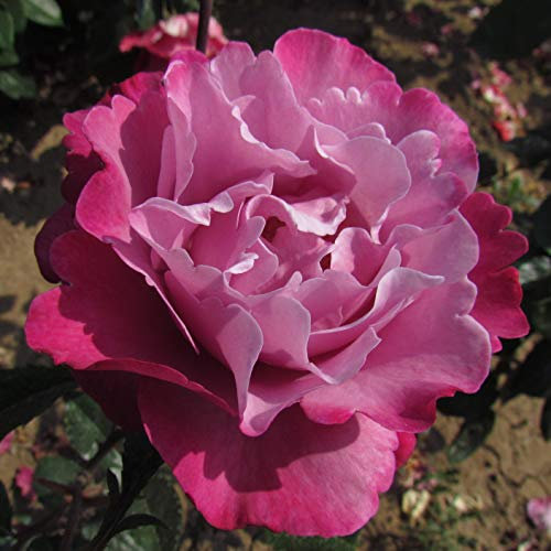 First Great Western - 5.5lt Potted Hybrid Tea Garden Rose Bush - Unusual Purple/Blue/Lilac Blooms, Strong Fragrance