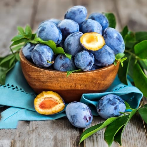 100 pcs pflaumenbaum winterhart samen, Pflaumen, exotische früchte, hochbeet balkon (Prunus salicina) obstbaum, balkon indoor garden, sämereien alte sorten seed, saatgut alte sorten