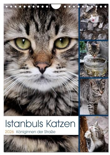 Istanbuls Katzen (Wandkalender 2026 DIN A4 hoch), CALVENDO Monatskalender: Katzenportraits aufgenommen in Istanbul. (CALVENDO Tiere)