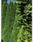 Lebensbaum Smaragd 60-80 cm. 50 Thuja Koniferen. Hecke: Immergrün & Winterhart