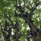 300 semi di Jabuticaba Regali per gli amanti del giardino Semi di copertura del terreno Semi di copertura del terreno Hardy Semi di frutta Hardy Sapote Regalo