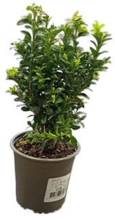 Buxus Arbusto Natural y Resistente Para Jardines y Terrazas