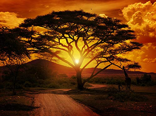 wandmotiv24 Fototapete Afrika Sonnenuntergang Größe: 350 x 260 cm Wandbild, Motivtapete, Vliestapete KTk1