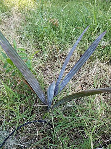 20 Samen Bismark Palm Bismarckia Nobilis Sehr Silver Palms !!