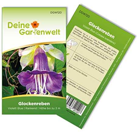 Glockenreben Violett Blue Samen - Cobaea scandens - Glockenrebensamen - Blumensamen - Saatgut für 8 Pflanzen