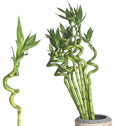 Interflowers Lucky Bamboo Glücksbambus - GEDREHT Bambus in verschiedenen Groessen Zimmerbambus Gluecksbambus Zimmer Deko Bam Boo dracaena sanderiana Zimmerpflanzen Pflanze echt (5, 60 cm)