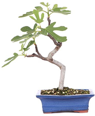 Bonsái de Higuera Natural Planta para Decorar el Hogar