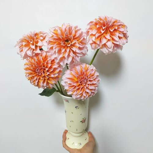 dahlien knollen winterhart, dahlia dahlien zwiebeln gartendeko für draußen dalienknollen winterhart indoor garten steingartenpflanzen winterhart zimmerpflanze blumenzwiebeln frühblüher 6pcs