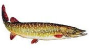 EMMEXX AUFKLEBER HECHT (Groß - Länge ca: 23cm, Grau, Nautisch, Vinyl, Kunststoff, Outdoor-Ausrüstung, Angeln, Fisch, Sticker)