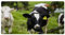 VAPOKF Tapete de cocina de becerro con vacas lecheras verdes, antideslizante, lavable, absorbente, para cocina, pasillo, cuarto de lavado