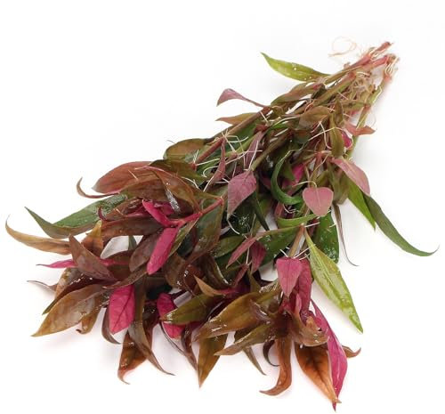 K2AQUA Alternanthera Reineckii Lilacina Live Aquarium Plant Deep Purple to Red Leaves Midground Background Freshwater Tropical Tank Natural Decoration Aquascaping