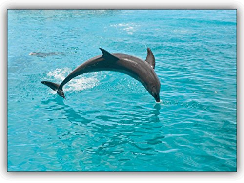 Kartenkaufrausch 1 Geburtstagskarte: Schöne Tierfoto Grußkarte mit springendem Delfin zum Geburtstags, Geschenkkarte • schöne Glückwunsch Geschenk-karte mit Umschlag geschäftlich & privat